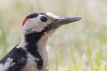 Syrian woodpecker