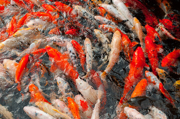 Colorful koi fish swimming in a pond creating dynamic movement in water