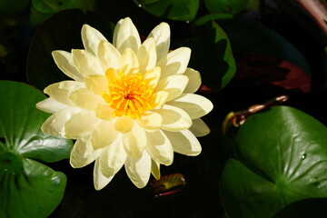 The yellow lotus is in full bloom with green leaves.