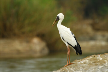 Asian openbills are native to the eastern biogeographic region and are found mostly in parts of India, Sri Lanka and Indochina. They inhabit wetlands such as flooded fields and shallow marshes.