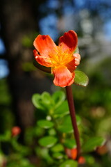 Small red-orange flowers with many small green leaves.