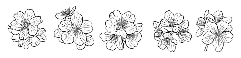 Fototapeta premium Set of Elegant line drawings of a spring cherry blossom March birth month flowers. Ink sketch style outline Illustrations for invites and cards. Botanical design elements on transparent background