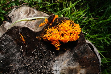 Orange mushrooms grow on abandoned tree stumps.