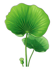 Beautiful green lotus leaves with a fresh and vibrant appearance.