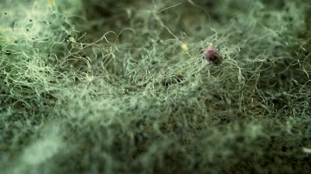 Green scouring pad super close up texture stock footage