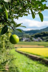 green lime hanging from the branch of an orange tree, surrounded by lush foliage and distant fields under bright blue skies.