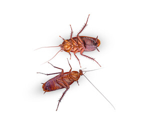 dead cockroach on a white,isolated