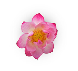 pink royal lotus on white background,isolated(top view)