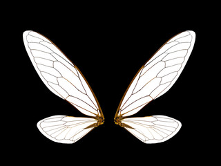 cicada wings on a black background.,isolated