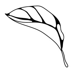 Illustration of leaf. Spring or summer stylized foliage.