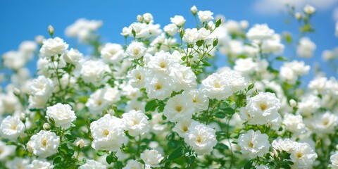 Pristine White Wild Roses, Fresh Green Foliage and Unopened Buds Against a Vibrant Blue Sky