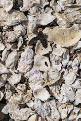 An intricate heap of seashells on a rocky marine shore, each unique in shape and color, representing nature's artistry and the beauty of coastal life.