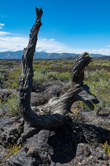 Fototapeta premium The image displays an intricately twisted piece of deadwood, with a backdrop of volcanic lava and patches of greenery, telling a story of resilience and nature’s cycle.