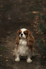 cavalier king charles spaniel