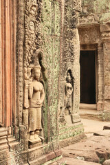 Apsaras carved into a sandstone wall overgrown with red and green moss, lichens inside the Prasat Preah Khan Temple, Angkor Wat, Siem Reap, Cambodia