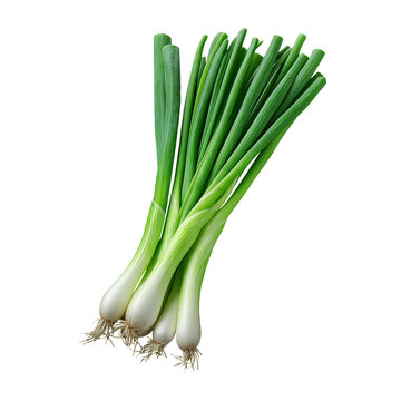 Fresh green onion sprouts PNG