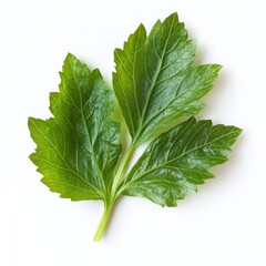 Fresh celery leaf, close-up, white background