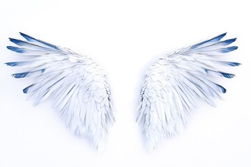 Elegant white wings with delicate feather details evoke sense of