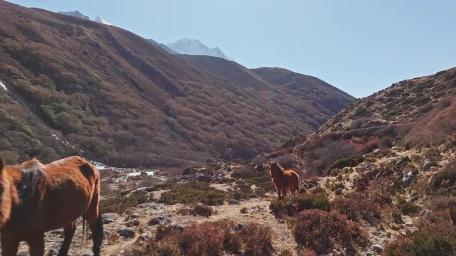 Himalayan valley scene with brown horses grazing in the Shomare to Dingboche Route under Mount Everest, revealing pristine wilderness of Nepal's rugged terrain