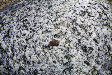 A close-up view of a intricately textured rock surface reveals the stunning detail of natural elements, showcasing the harmony and complexity of the earth's geology.