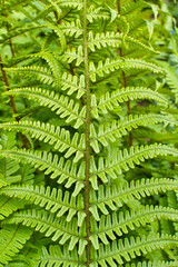 A vibrant close-up of a green fern leaf, showcasing its intricate patterns and textures, highlighting the beauty and complexity found in nature's design.