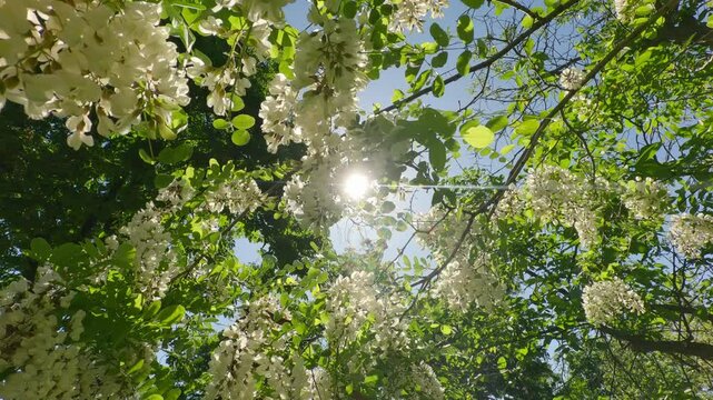 Camera moves down through branches white flowers of flowering tree of False Acacia or Black Locust (Robinia pseudoacacia) Backlit (Contre-jour), Close-up, Slow motion