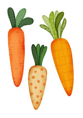 Drawing of three different carrots painted in watercolor for Easter designs