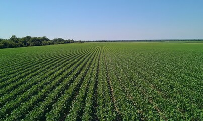vast field of green soy plants, rows upon rows stretching to the horizon under a clear blue sky. The scene captures the essence and beauty of the agricultural landscape