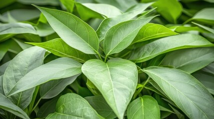 Obraz premium A close-up of vibrant green leaves, showcasing their smooth texture and rich color, creating a lush and healthy appearance.