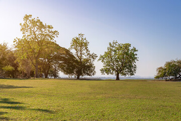 Garden tree in nature background,Green field, tree and sky.Great as a background,peaceful garden