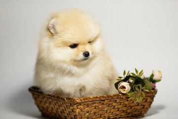 pomeranian spitz puppy