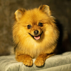 Obraz premium pomeranian spitz puppy