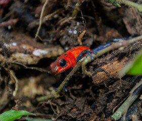 Oophaga pumilio Blue Jeans Frog