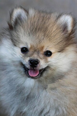 Obraz premium pomeranian dog portrait