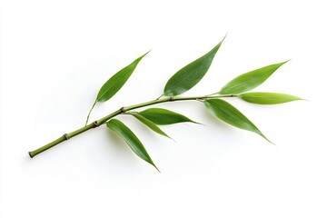 Fototapeta premium A bamboo stalk with leaves, isolated on white