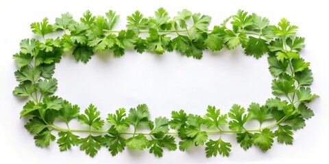 Obraz premium Fresh coriander leaves arranged in a symmetrical pattern on a white background