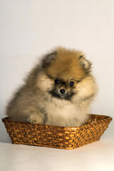 pomeranian spitz puppy