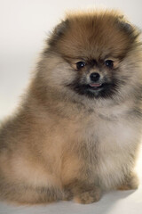 Obraz premium pomeranian spitz puppy
