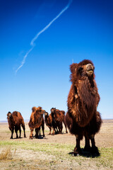 Capture the essence of Mongolia's vast steppe with this stunning image of two rare Bactrian camels gracefully grazing amidst breathtaking landscapes