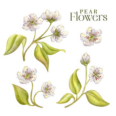 Blooming set of flowering branches apple or pear with flowers and green leaves. Spring design, illustration isolated on white background. Floral set. Soft violet white flowers and juicy green leaves
