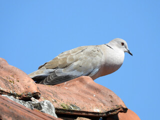 portrait of grey dove sitting on the roof