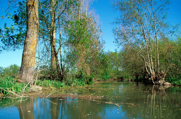 Fraximus excelsior, Frêne tétard, Marais Poitevin, 85, Vendée, France