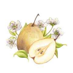 Juicy Chinese Pear and pear cut in half with flowery branch and green leaves clipart. Watercolor sweet fruit cut in half with seeds, pits, pips. Floral illustration isolated on white. Hand painted