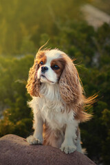 cavalier king charles spaniel