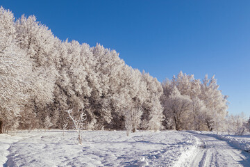 Serene winter landscape with frosty trees and a winding path under a blue sky
