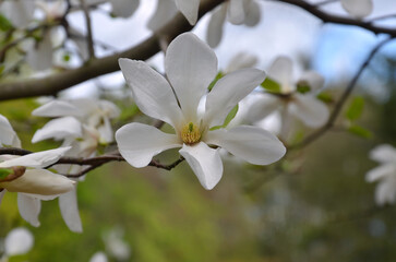 Obraz premium White flowering maagnolia branch 'Spring Snow' against sky background. Closeup photo white magnolia flower, petals ,stamens .Landscaping, growing magnolia tree, gardening concept. Free copy space.