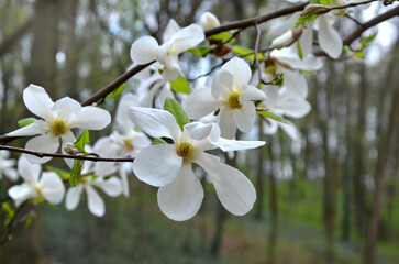 Flowering branch of white magnolia tree 'Spring Snow' in  spring park . Landscaping ,gardening, growing magnolia trees concept. Free copy space.