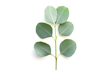 Branch and leaves of eucalyptus on white background, Generative AI Illustration
