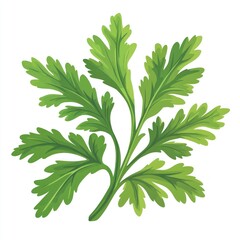 Naklejka premium Fresh Parsley Sprig Isolated (1)