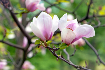 Magnolia. spring magnolia flowers, natural soft floral background. beautiful flowers, delicate magnolia, in the garden or park. pink flower in nature, close-up. flowering season, spring time